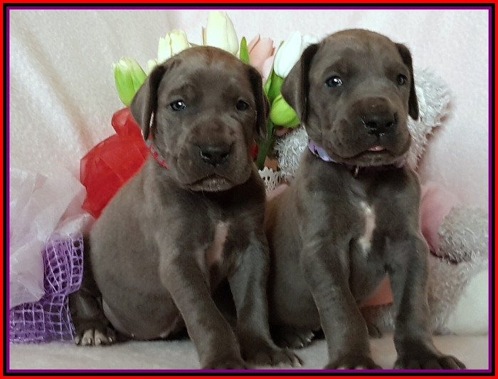 Litter Q - 3 weeks